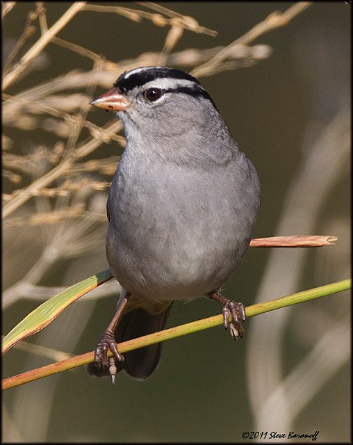 _1SB8165 white-crowned sparrow.jpg